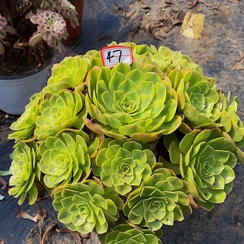 雨荷老桩捧花47号