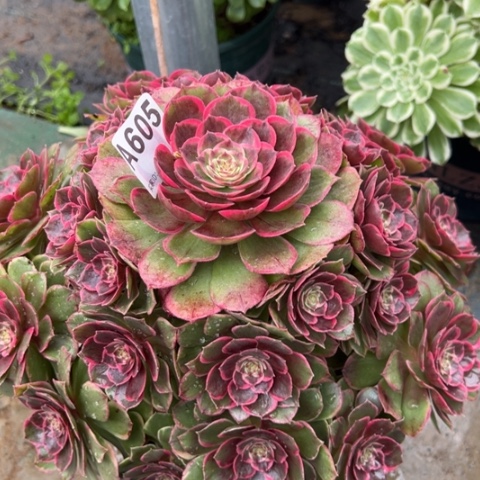 605粉花妖28厘米左右