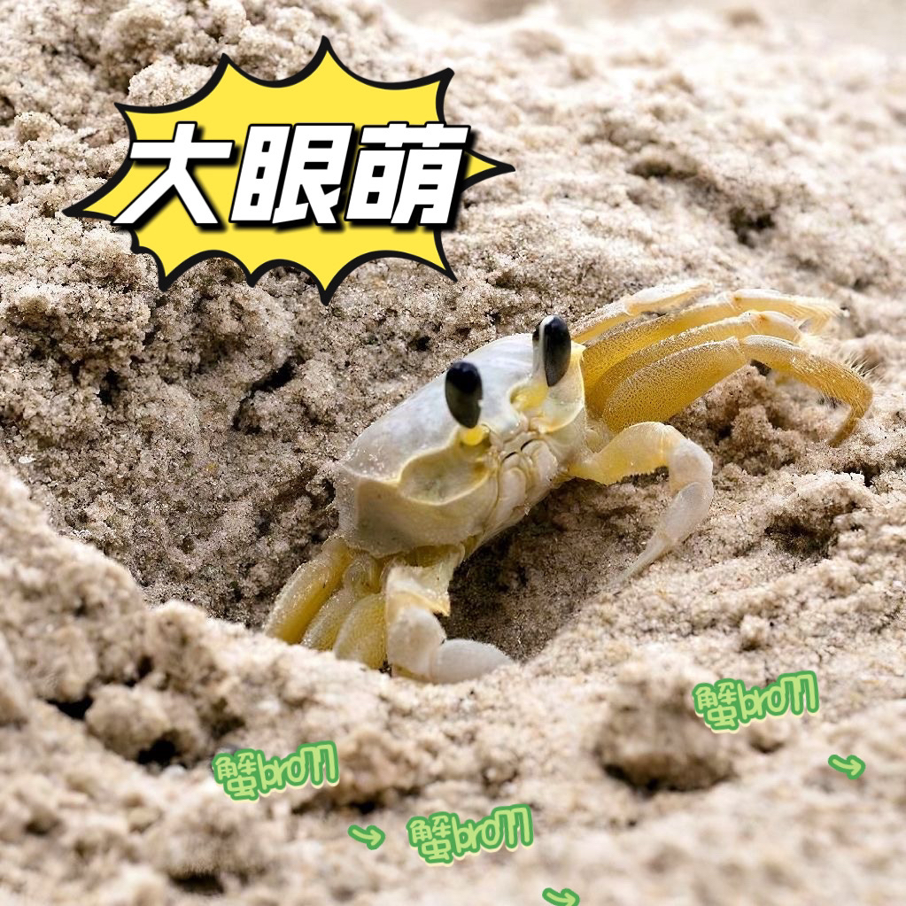 中华沙蟹饲养套餐