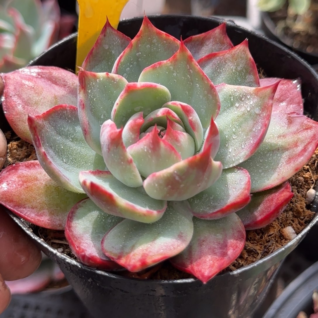 惊鸿一物一拍包装收缩花旱406