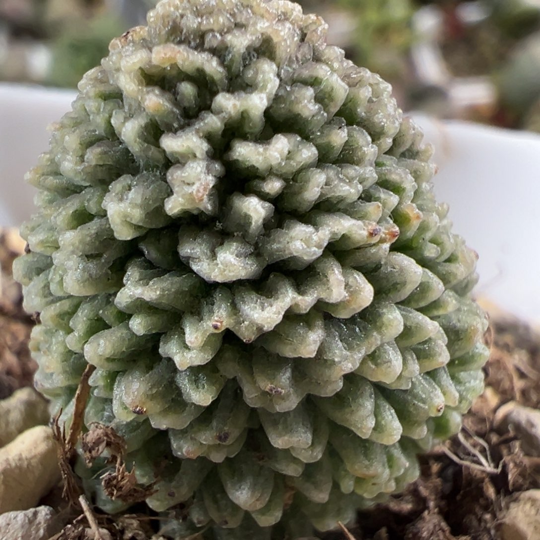 爆炸尢刺实生新品大苗多肉植物