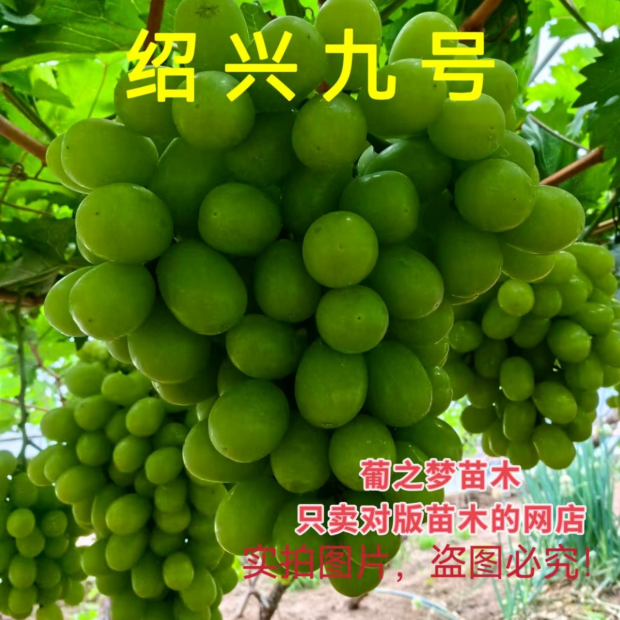 绍星九号 嫁接苗 早熟 无核 玫瑰香味 脆甜多汁