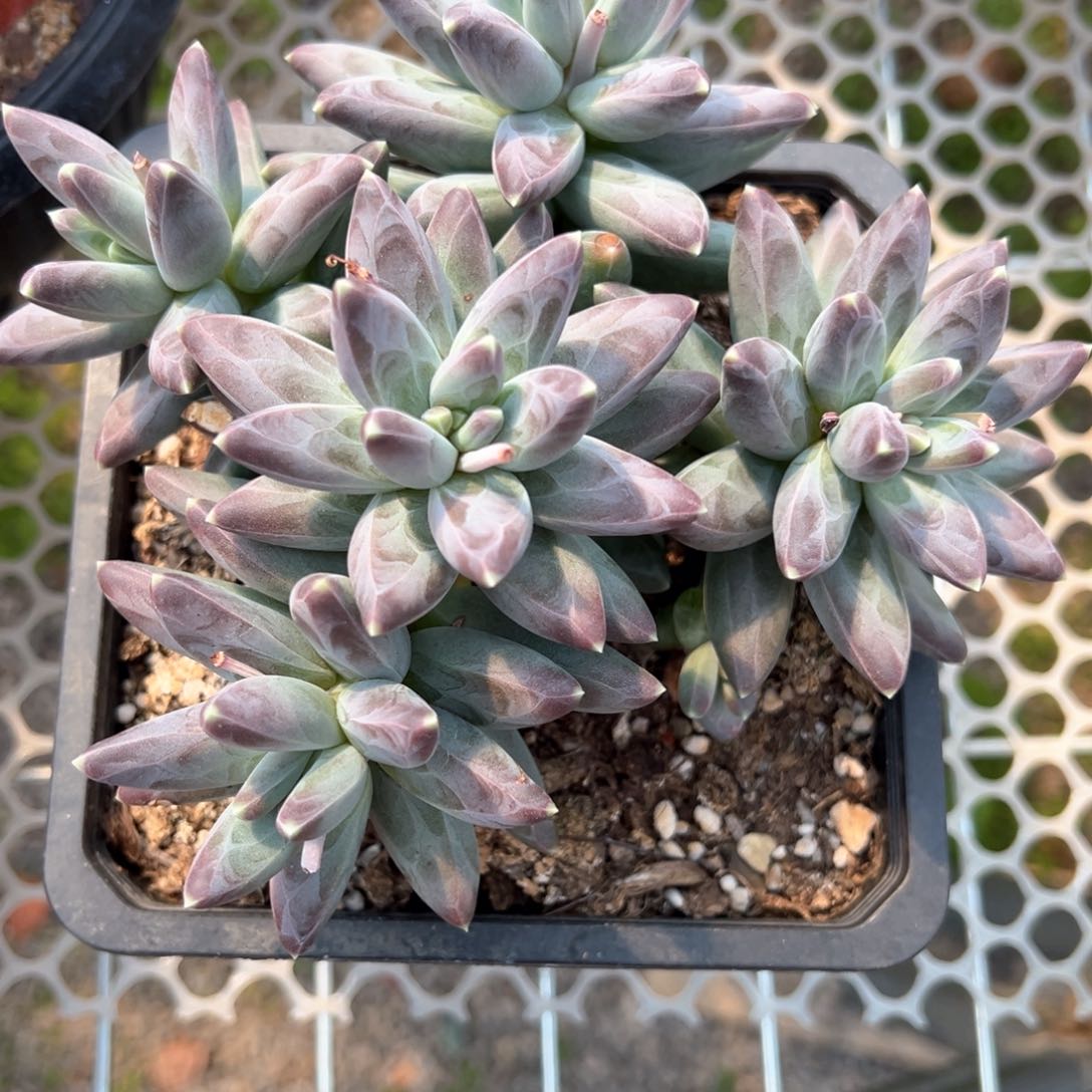 凤羽美人多肉植物