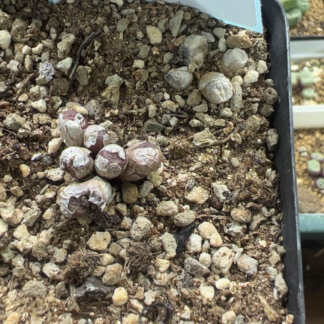 12-130肉锥多肉植物，