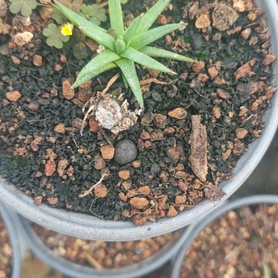 棉花糖精品龙舌兰精品龙舌兰