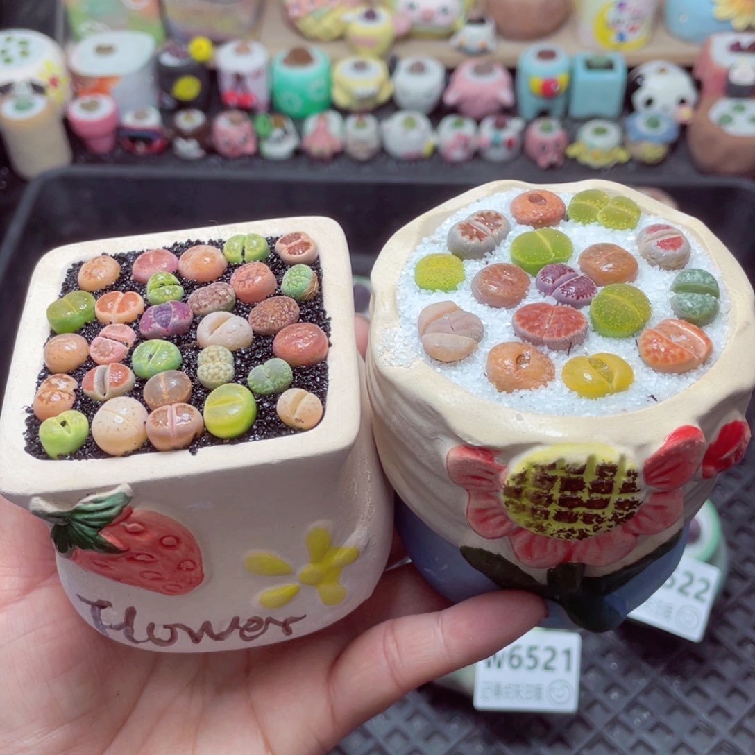 w6523 带盆土发货-零下地区拍保温箱