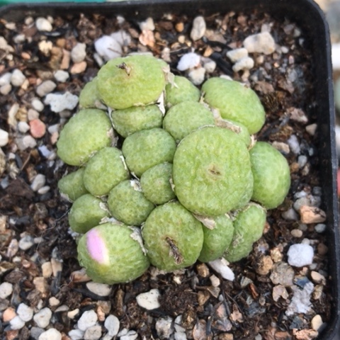 多肉肉锥 23头紫花青团