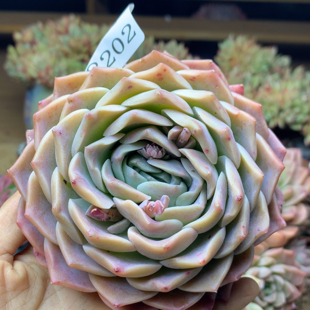 8202杂交多肉植物