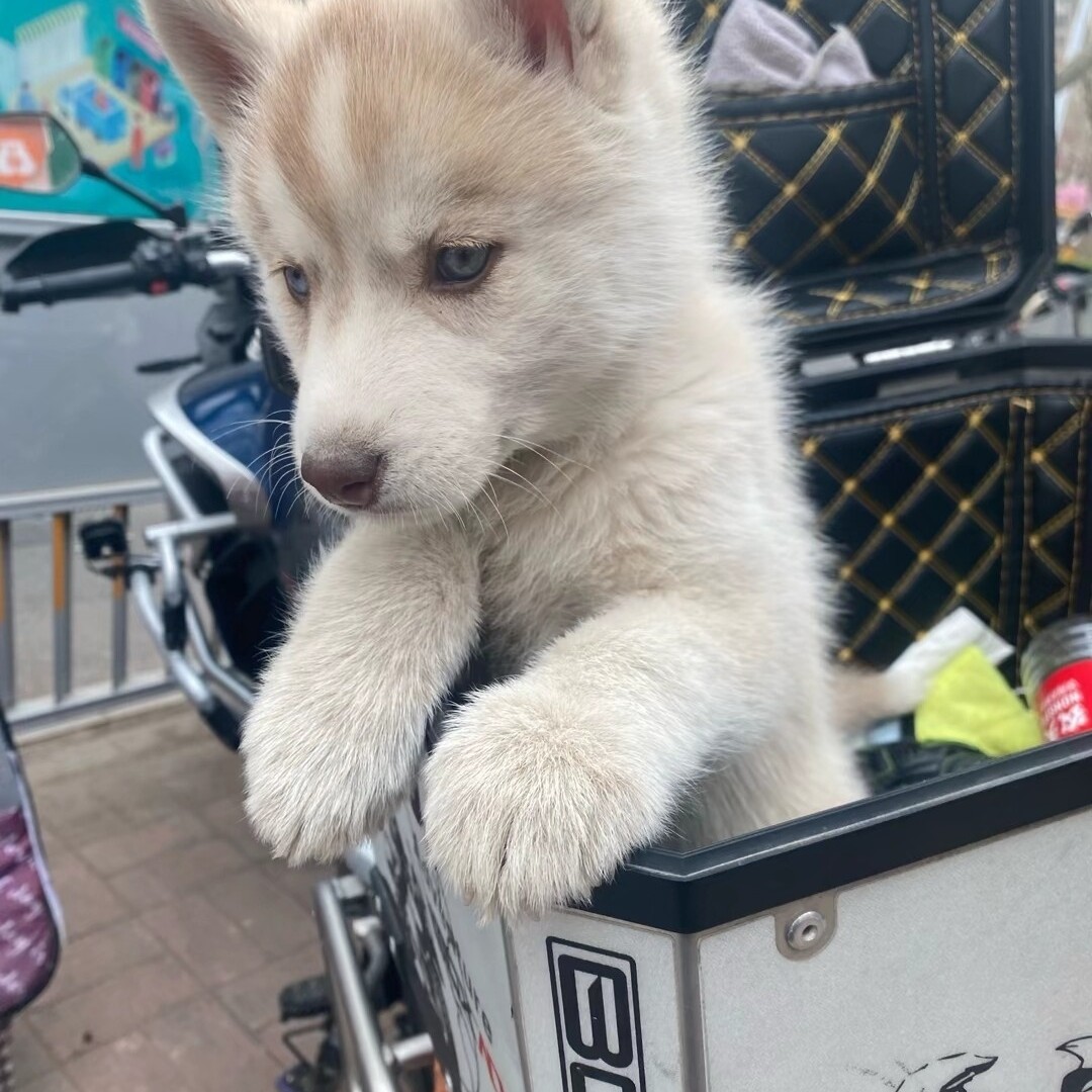 哈士奇 保纯保健康保售后（活体不包邮运费自理）