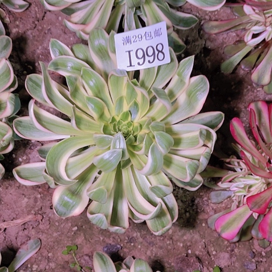 1998青莲多肉植物