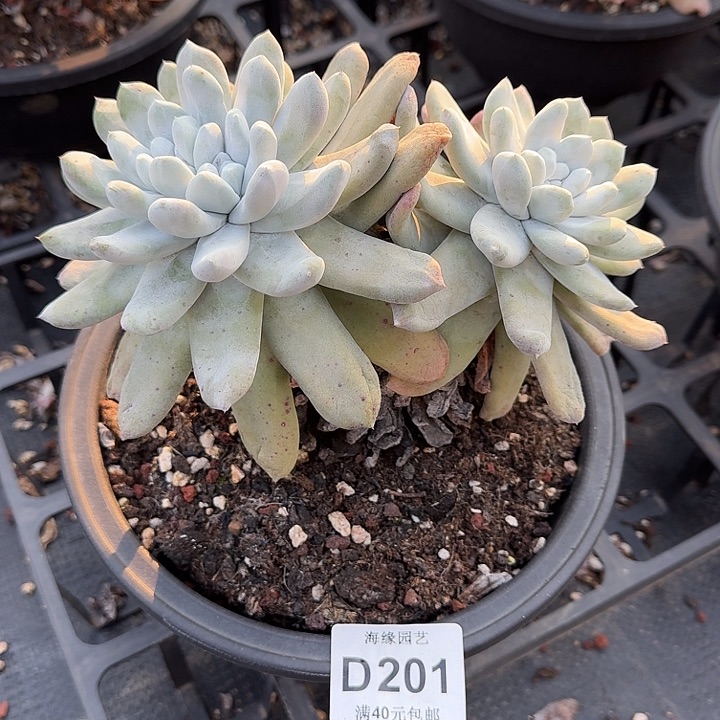 拇指仙女杯多肉植物