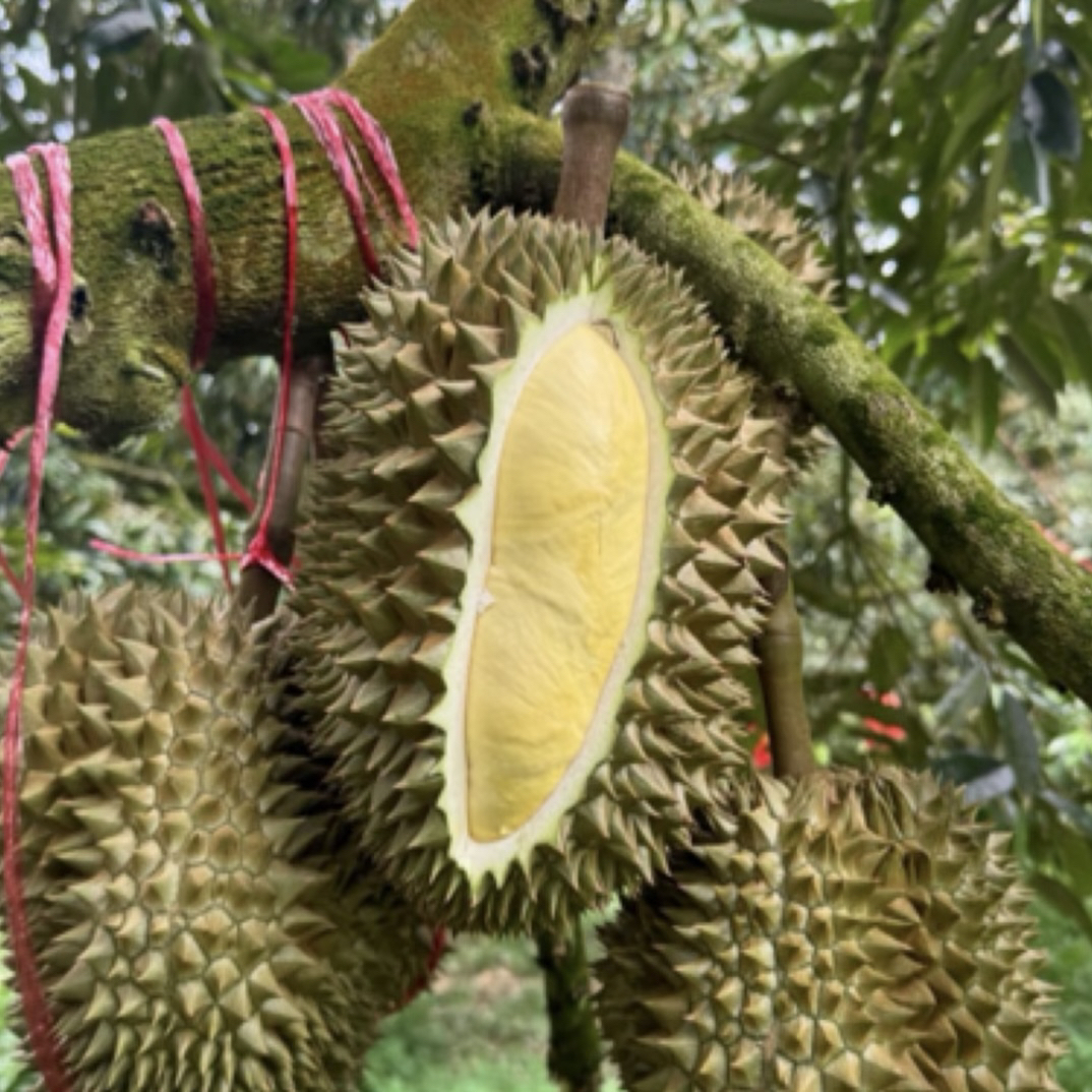 菲礼宾黄金普雅榴莲液氮榴莲榴莲（核大）普雅
