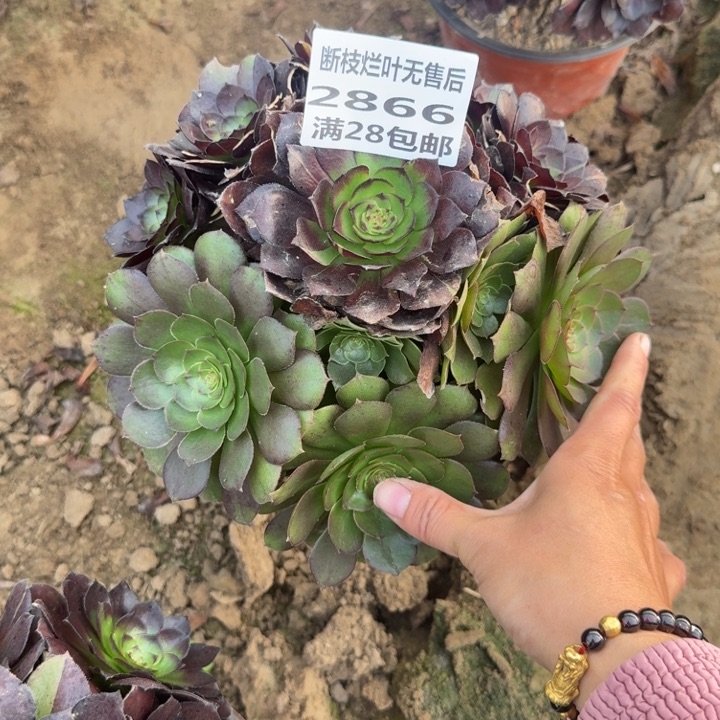 2866二号棚花花公子B