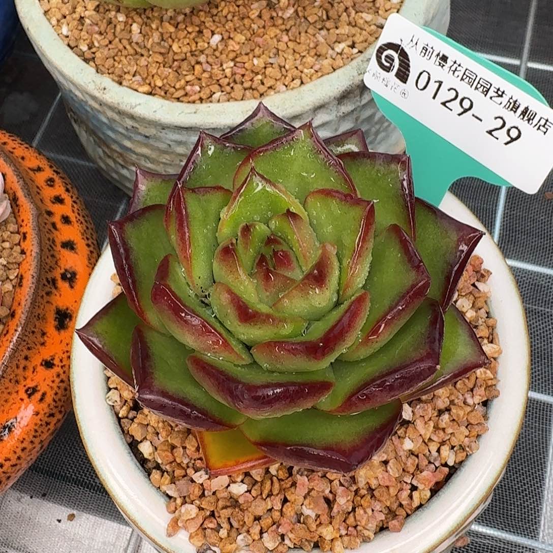 从前慢花园多肉0129-29