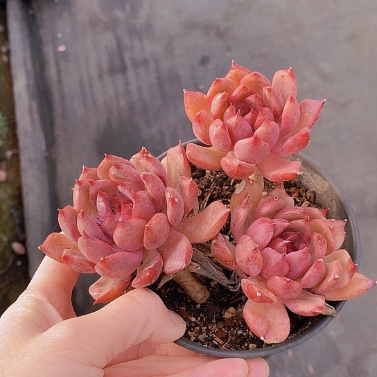 686多肉植物老桩