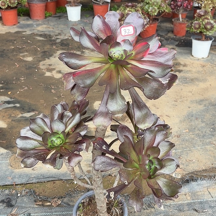 巫毒32法师多肉植物