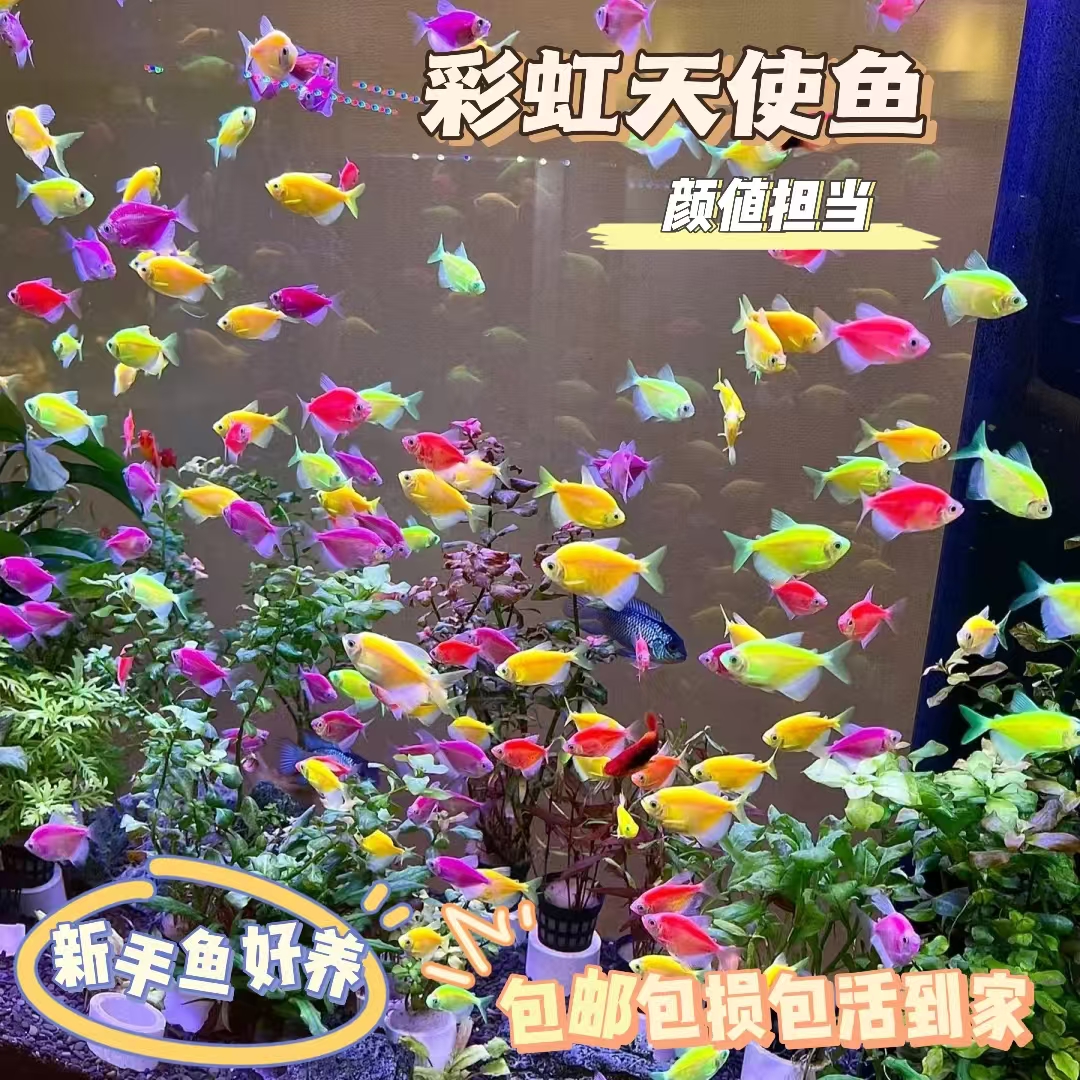 七彩天使鱼热带观赏鱼小型热带鱼淡水鱼活体淡水鱼群游鱼好养繁殖