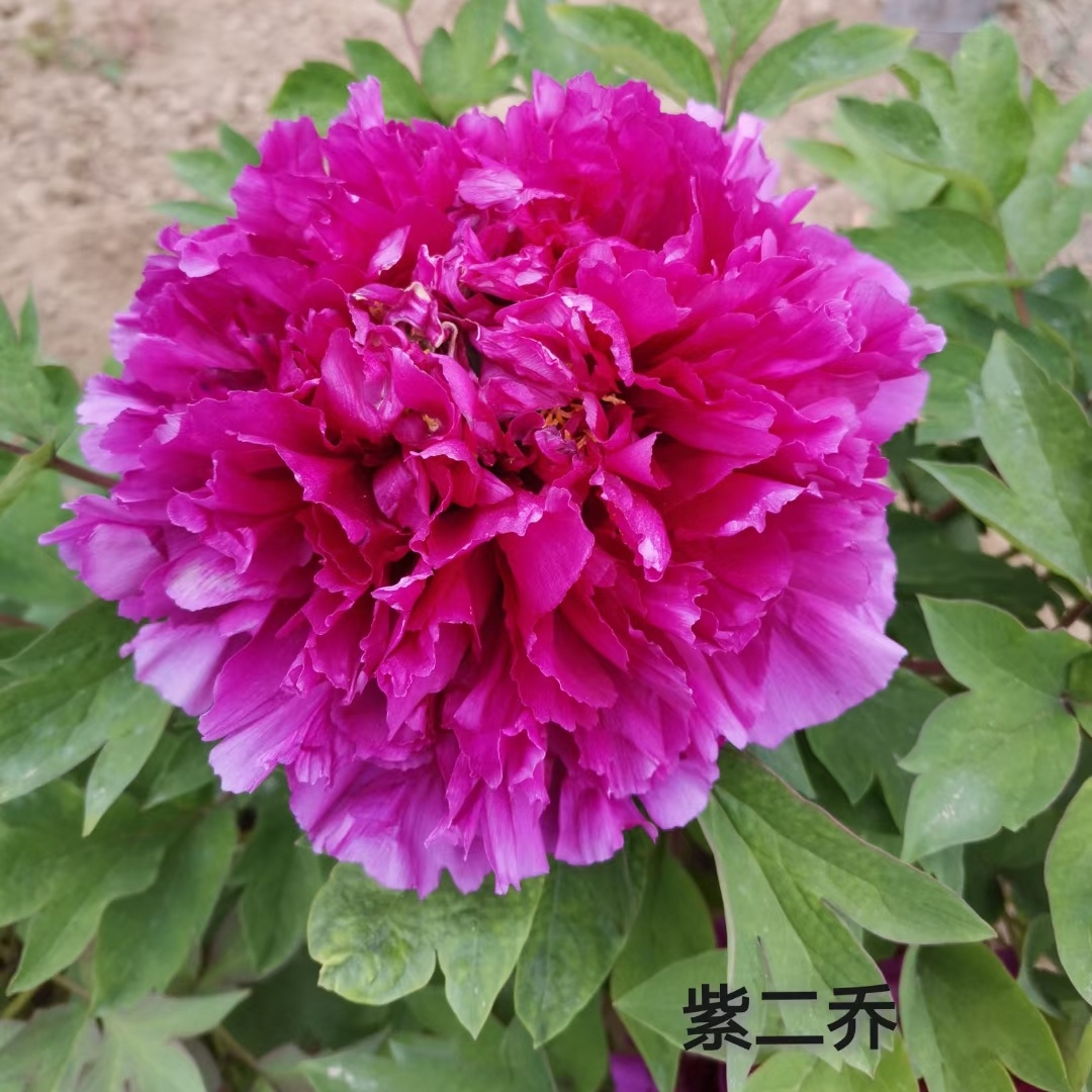 2年小苗正宗洛阳重瓣观赏牡丹花大花绿植花卉盆栽好养