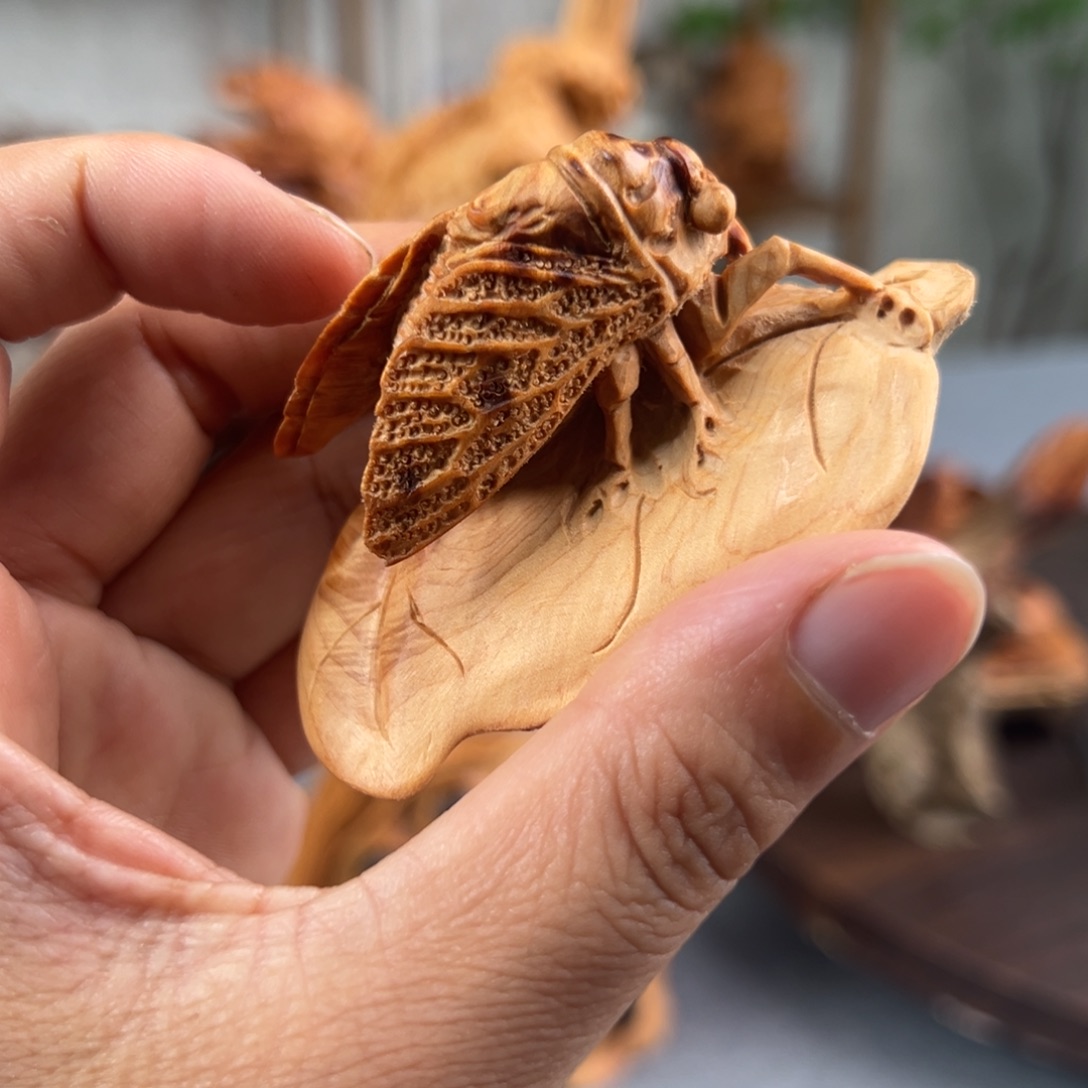 柏木（崖柏）崖柏太行山脉