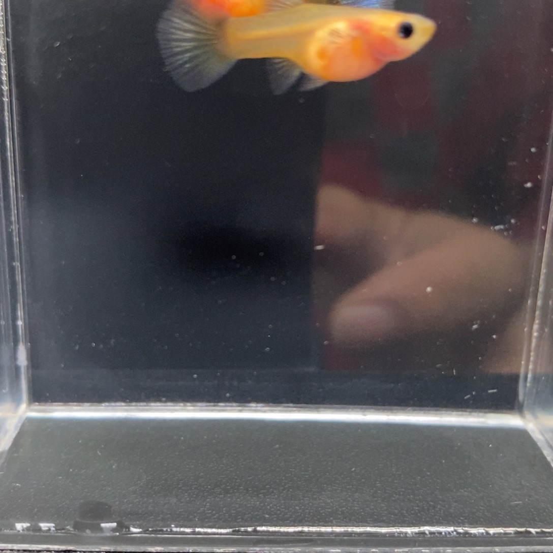 孔雀鱼黄肉蓝礼服玻璃猫一对