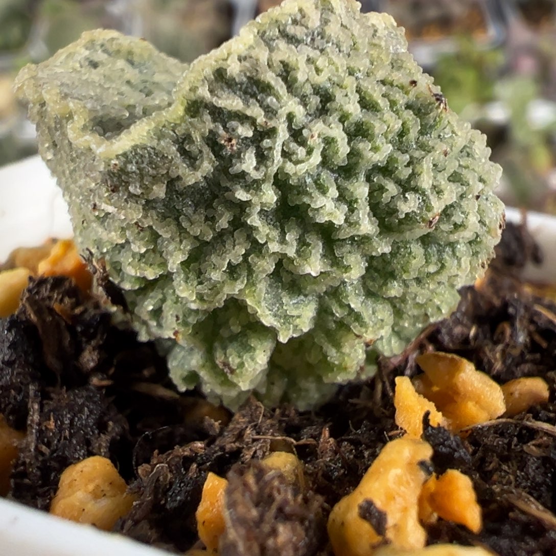 红玫瑰大苗多肉植物水泡