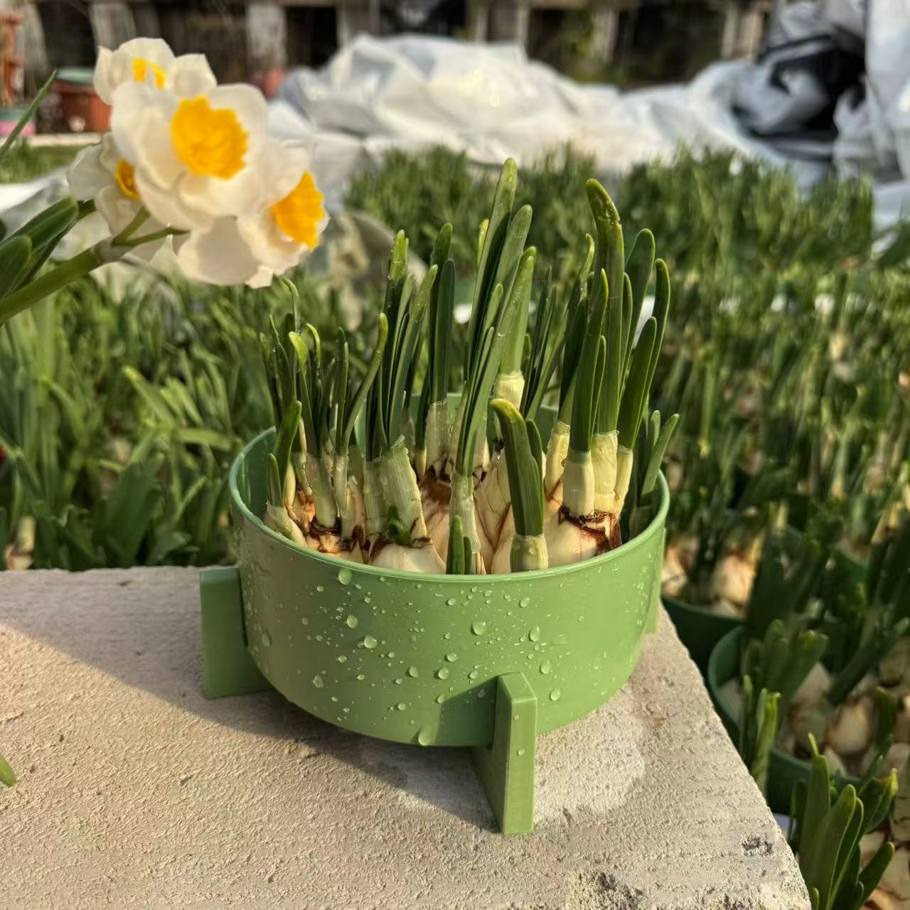 水仙花矮化好易开花水培花卉