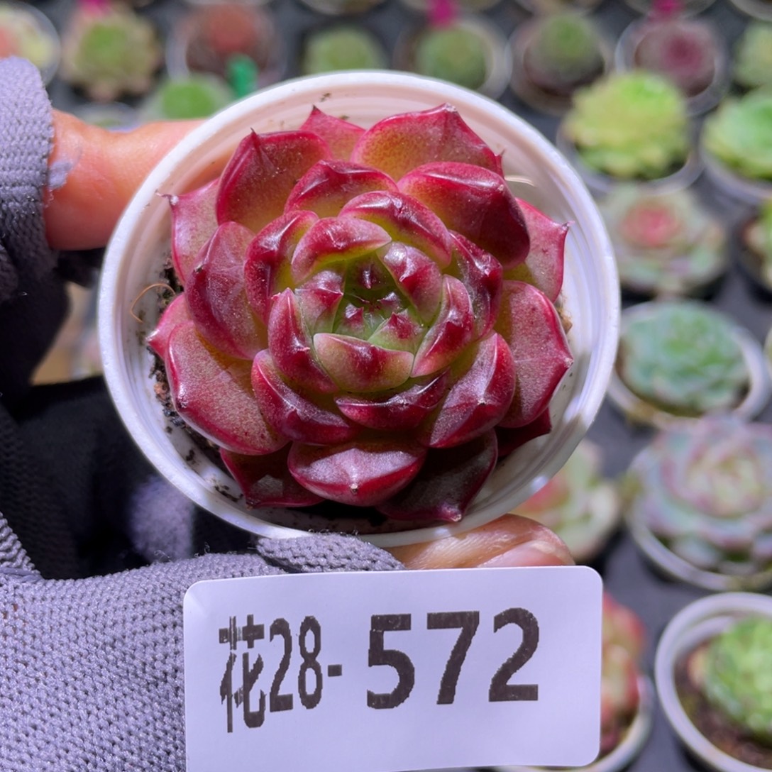 花利美28-572新品