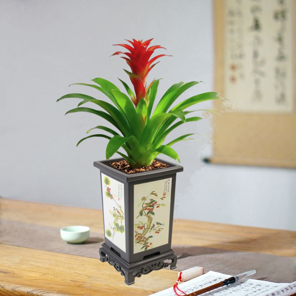 鸿运当头盆栽室内客厅四季好养活年宵花卉绿植净化空气植物盆景