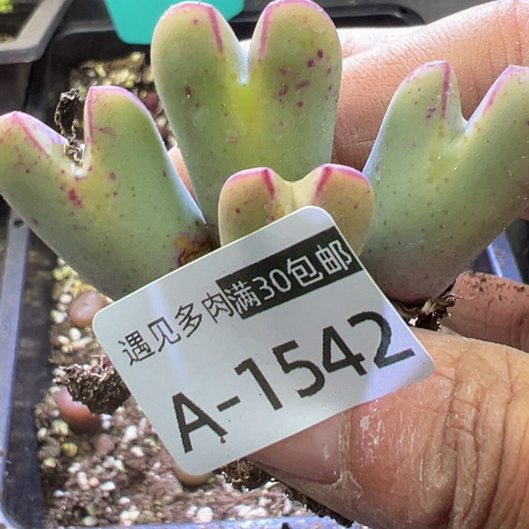 多肉植物111111111111111