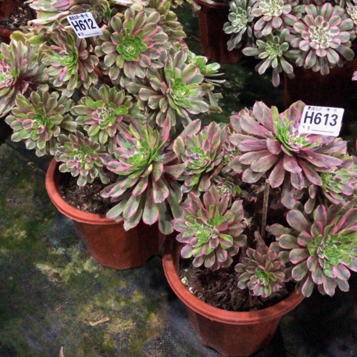 粉黛61261300000000多肉