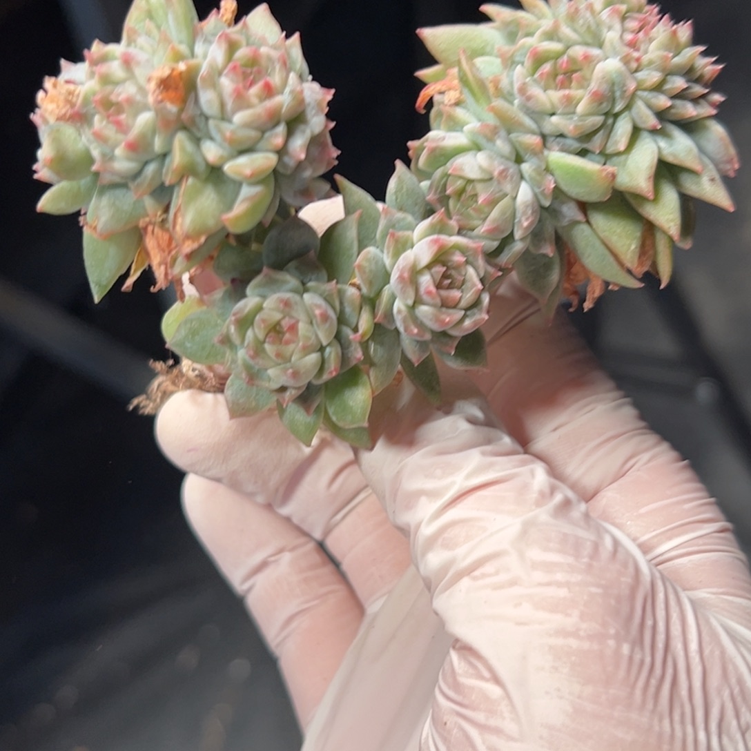 新年快乐 新年快乐
