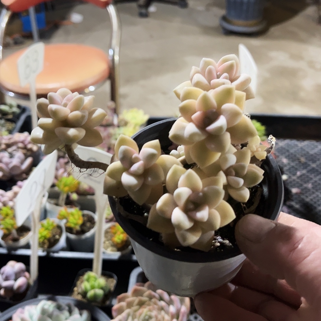 ****️14多肉植物提取萃取剂中