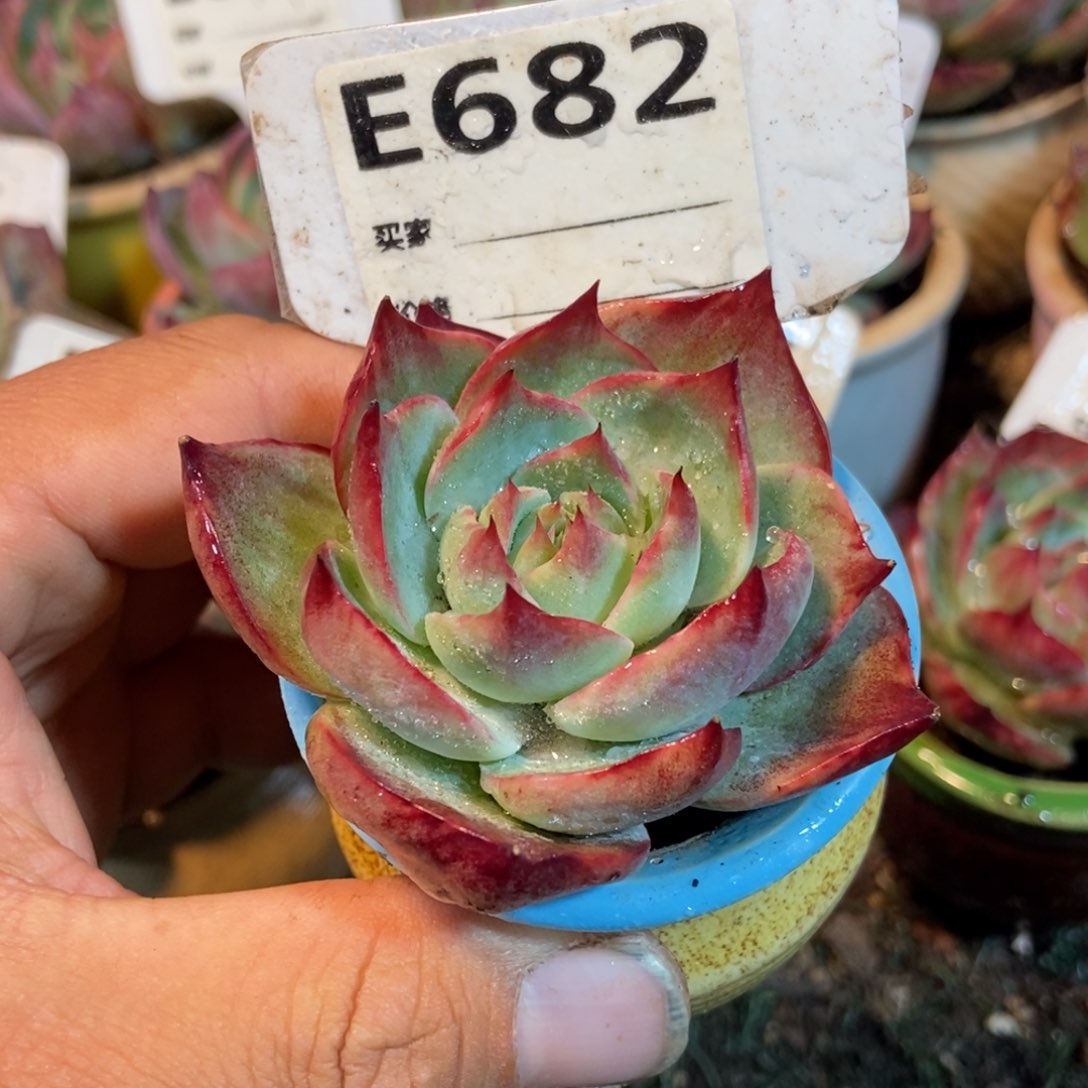 惊鸿一瞥682号楼多肉