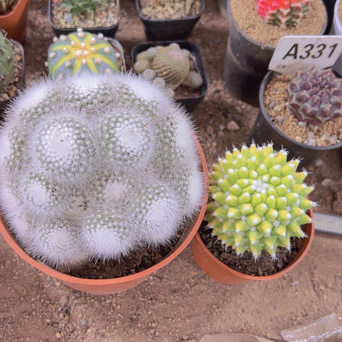 我是一言不合就发疯