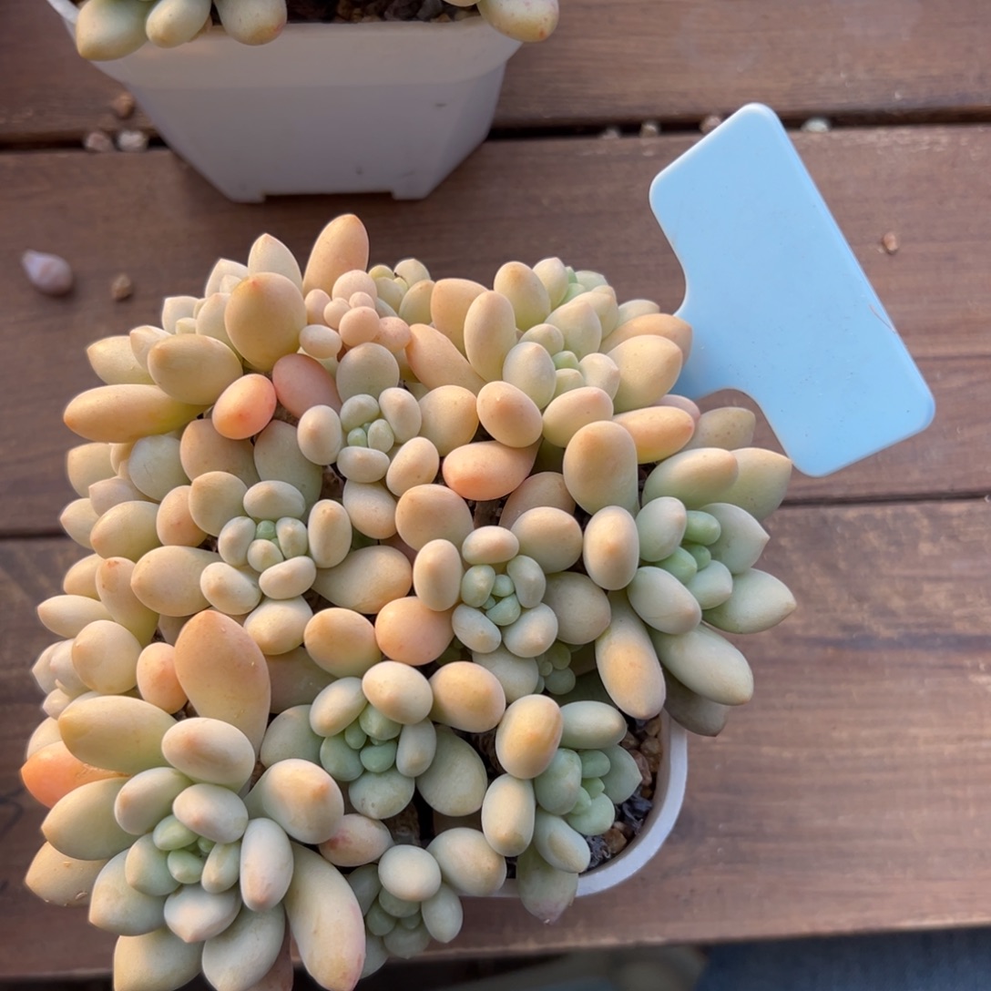 鱼子酱111111111111111