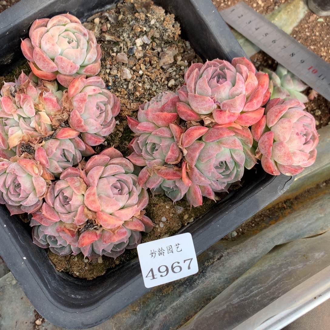 4967散群介意不拍10厘米