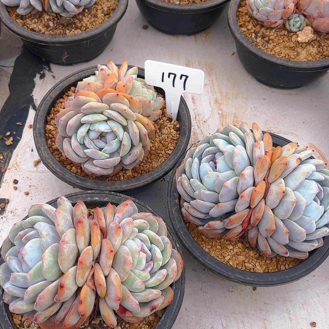 三颗橙梦露177号一物一拍