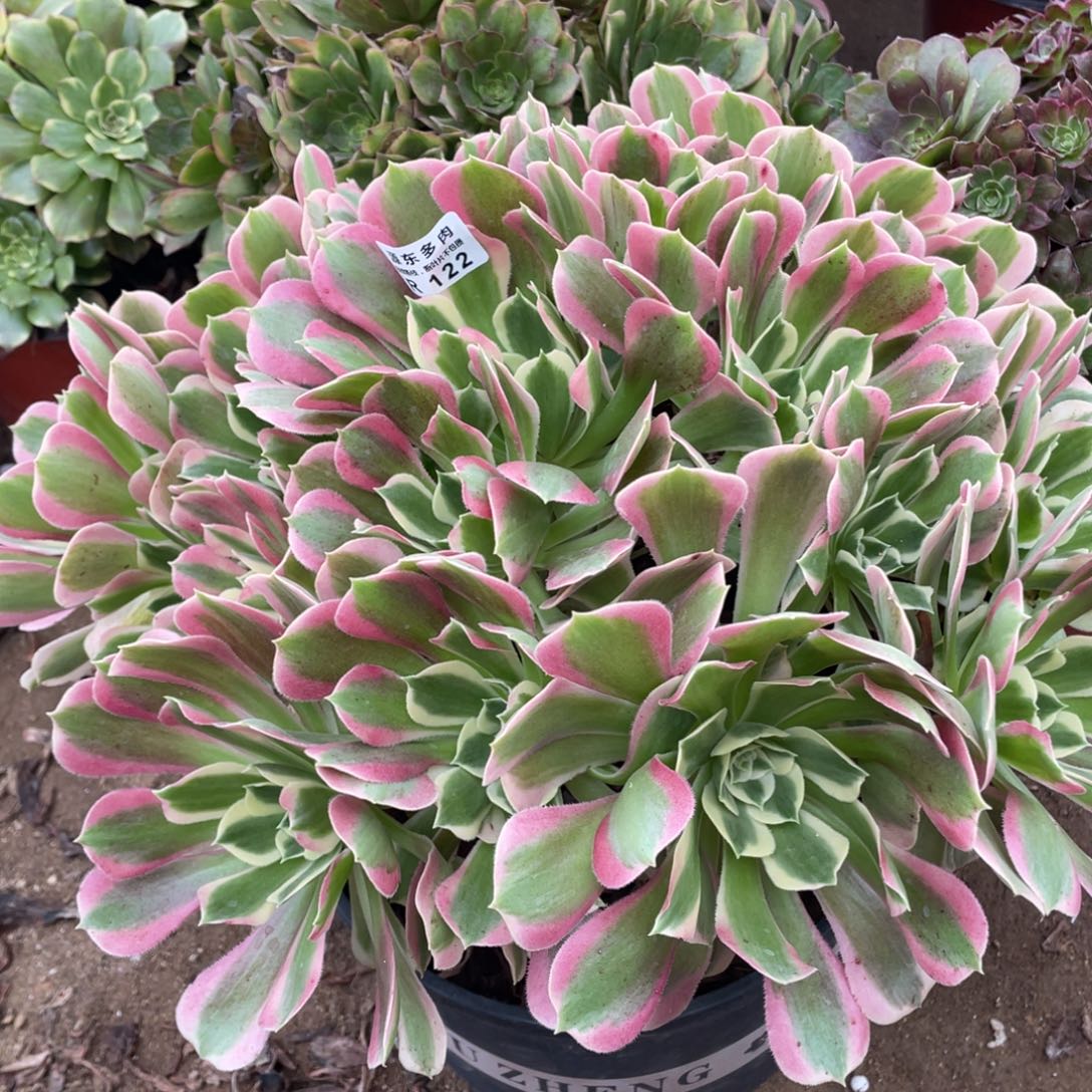 122白凤多肉法师断枝不包