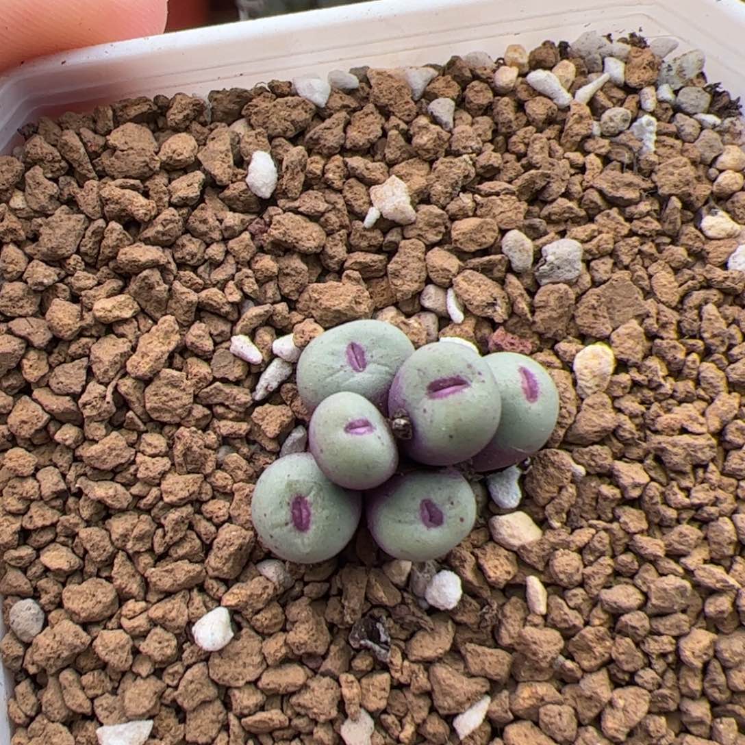 0604号小红嘴 多肉植物