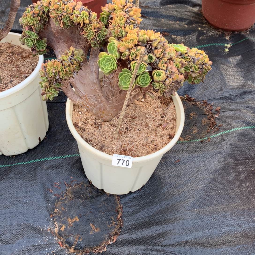 770玫瑰朵朵一颗颗