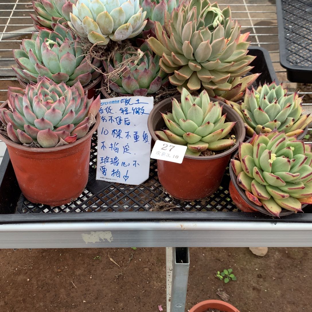 糖*?27一箱多肉一箱一箱