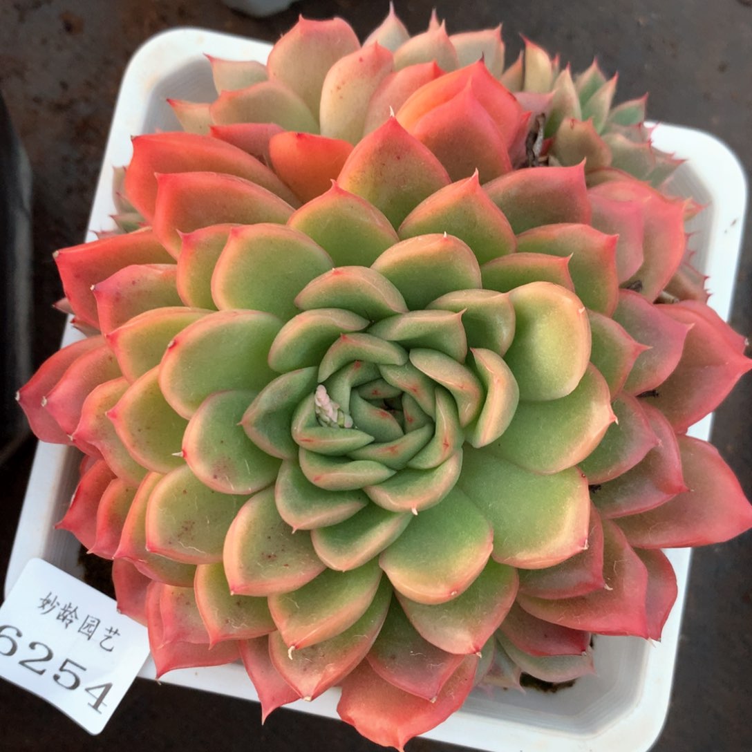 6254不包整散掉头不售后