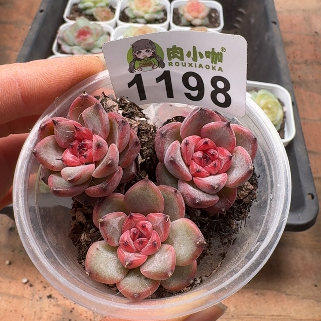 多肉植物多肉植物