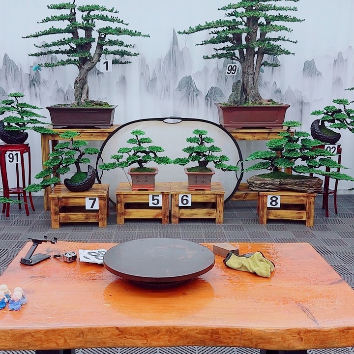 无花朵松柏盆景一物一拍