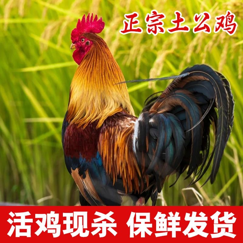 【3年老公鸡】8斤农家散养土鸡跑山鸡正宗老公鸡现杀鸡肉整 