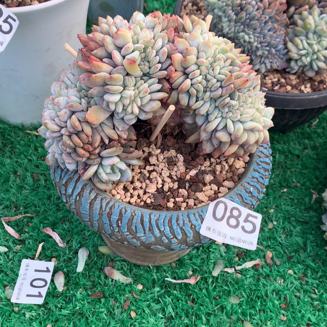 085橙子11111111111111