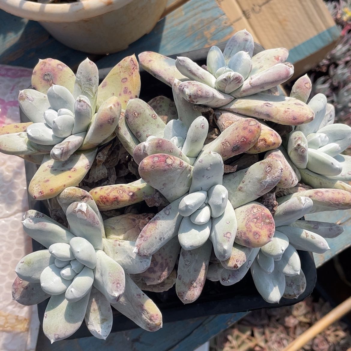 【闪购商品】拇指老庄多头花朵