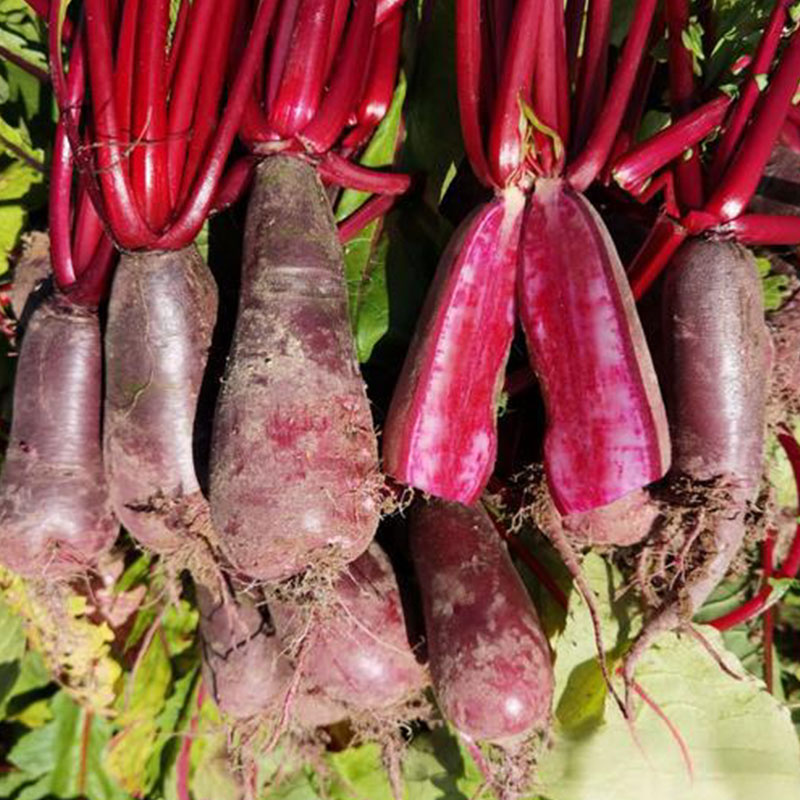 四川南充农家自种红皮红心萝卜可泡菜的新鲜蔬菜心里美胭脂萝卜