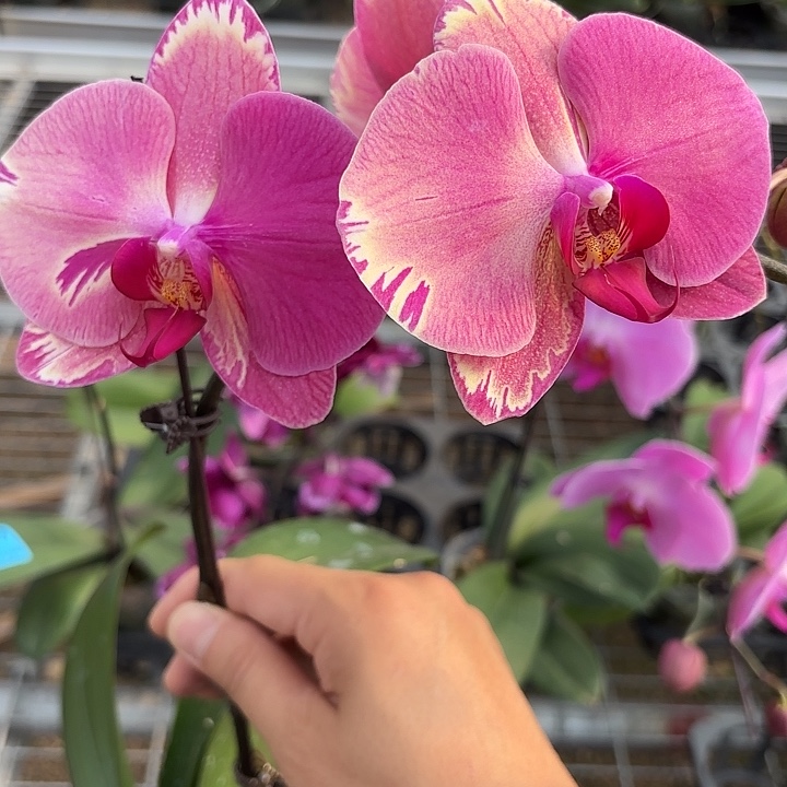 涛***呀完全开放0620蝴蝶兰变异