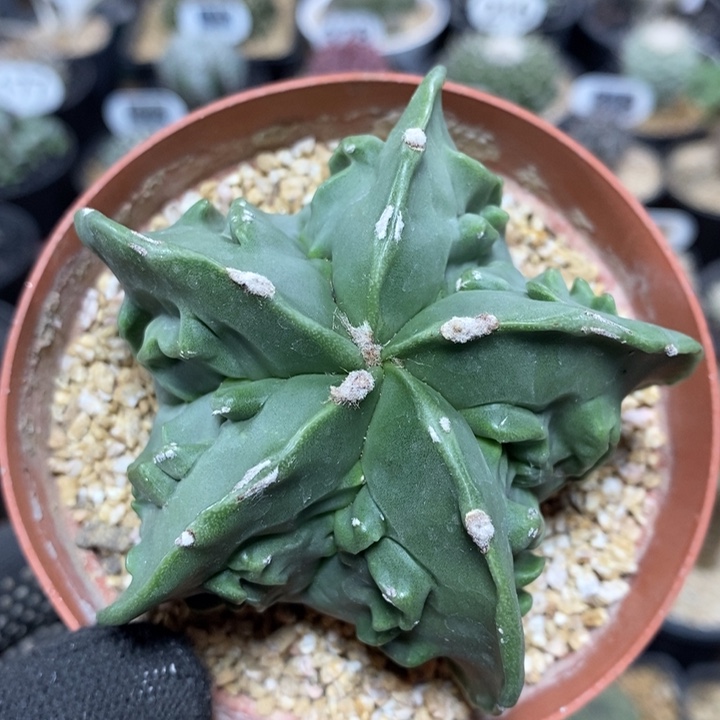 实生核桃鸾凤玉505号8cm